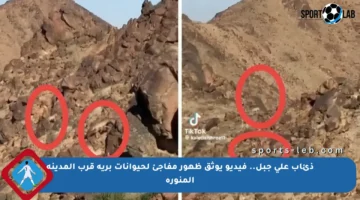 ذئاب على جبل.. فيديو يوثق ظهور مفاجئ لحيوانات برية قرب المدينة المنورة